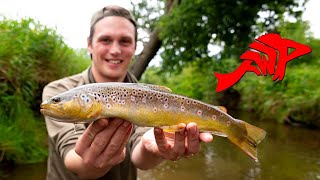 Topwater-Action auf Bachforellen – Zwei Tage im Forellenparadies!