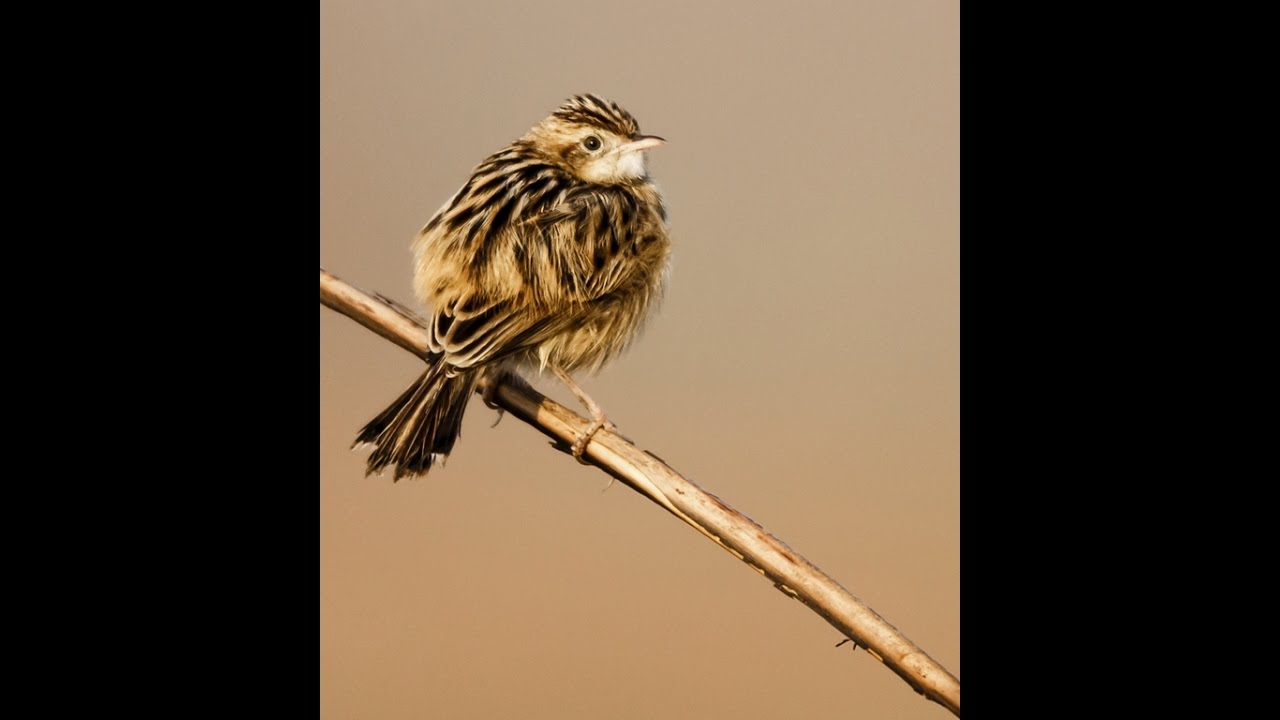 Bird Photography with Tamron SP 150-600mm F5.0-6.3 G2 AF A022 Lens