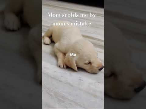 our instagram @yours.trulyuma @puppyworld @umasri432