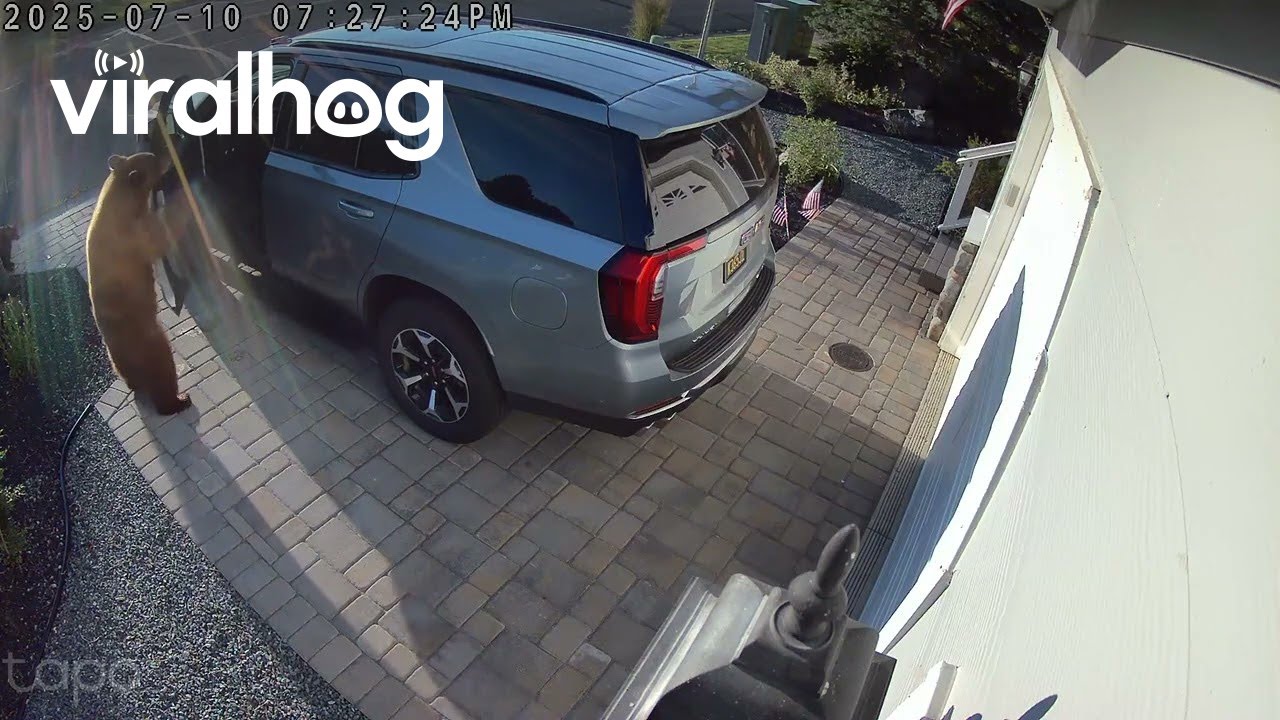 Lake Tahoe Bear Lets Herself in Vehicle With Cub || ViralHog