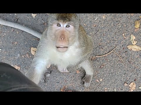 Mandala and Melvin stop me