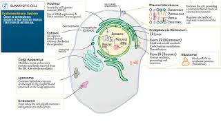 Eukaryotic Cell by Ditki, Medical & Biological Sciences