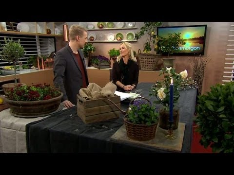Så fixar du vårträdgården - Nyhetsmorgon (TV4)