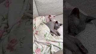 同じ格好をして仲良く眠る猫たち【スフィンクス】