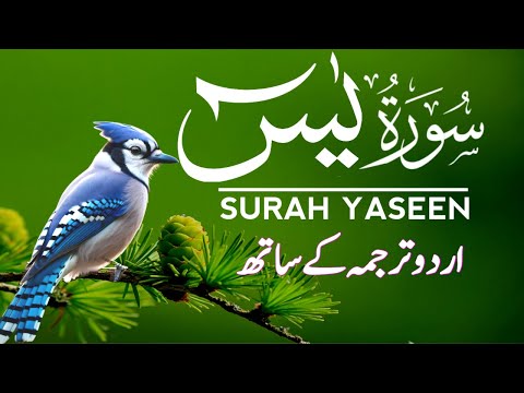 Surah Yaseen | Surah Yaseen With Urdu Translation | Episode - 140
