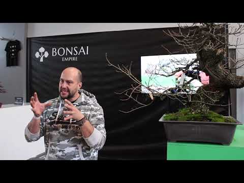 Collecting Yamadori Bonsai, by Mauro Stemberger