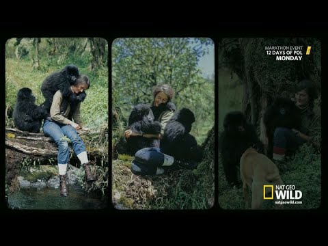 National Geographic, Dian Fossey: Secrets in the Mist 2 "Dark Side of the Mountain" Dec 2017
