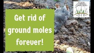 How to remove & get rid of ground moles best - guaranteed method!