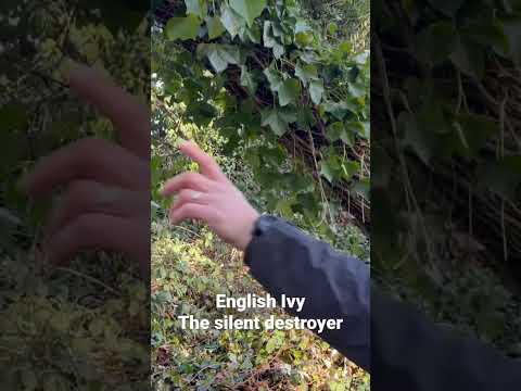In Defense Of English Ivy - Scarecrow's Alibi