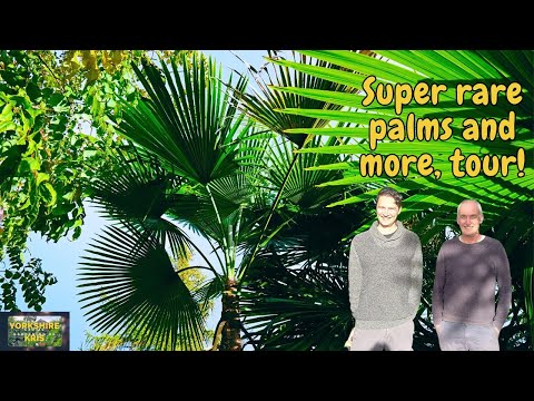 Loughborough Exotic Garden Tour. RARE PALMS, UNBELIEVABLE PLANTS