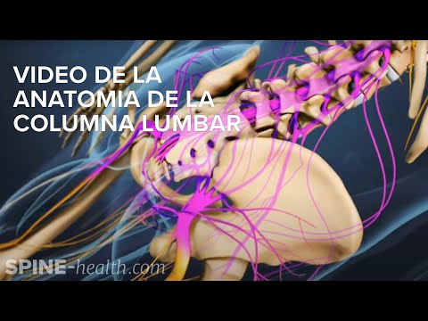 Video de la anatomia de la columna lumbar