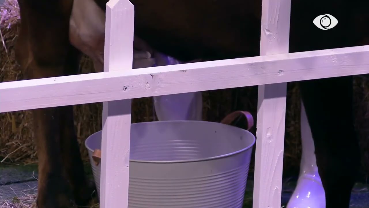 Ola dhe Gjesti mjelin lopën