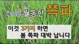 제 15강 월동 한 쪽파 이것 3가지 하면 봄 쪽파 대박 납니다. #봄 쪽파 잘 가꾸는 방법 #쪽파 고자리 …