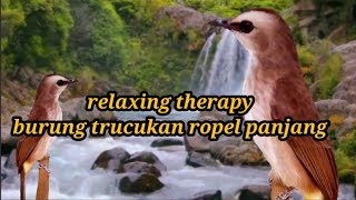 Download lagu yellow vented bulbul singing mp3