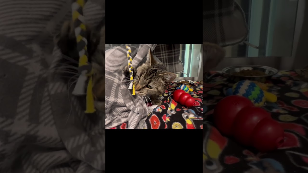 Enlarge Niko, a Adoptable Domestic Short Hair in Nashville, IN video 6/6