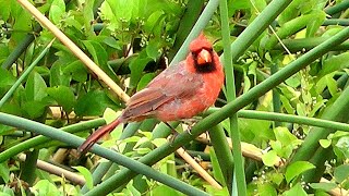 Northern cardinal bird, Kawainui Marsh Trail, Kailua, Hawaii.