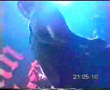 Born Stupid - Videohead (live at the fez)