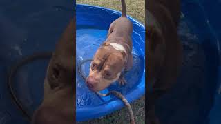 Video preview image #1 American Staffordshire Terrier-Unknown Mix Puppy For Sale in phoenix, AZ, USA