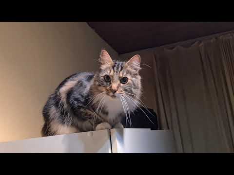 Willy auf dem Schrank