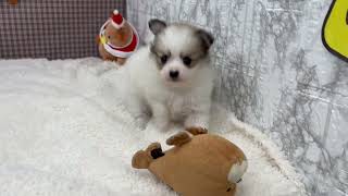 ハーフ犬の動画01