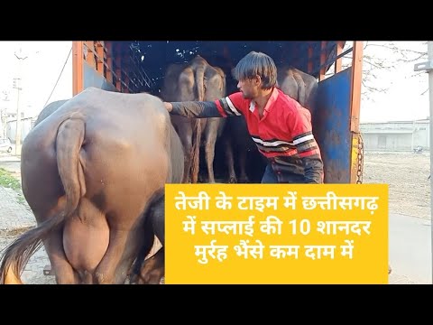 Balck women haryana murrah buffaloes, 20, 600 kg