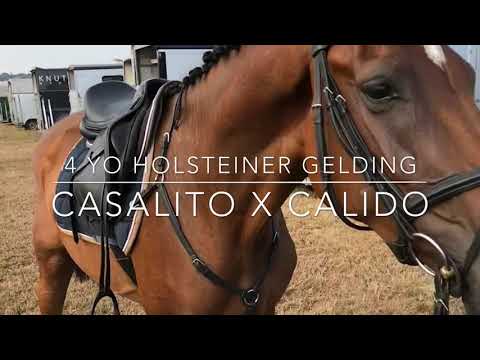 *2014 Holsteiner Gelding Casalito x Calido