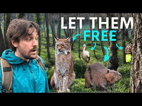 Inside The Rewilding Farm Saving Britain's Lost Wildlife