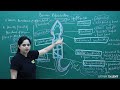 Human Reproduction Lec 19 Structure Of A Sperm 12th NEET Biology By Ragini Tripathi AriserTalent