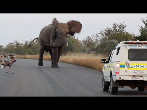 Elephant Shows Wild Dogs & the Police Who's Boss