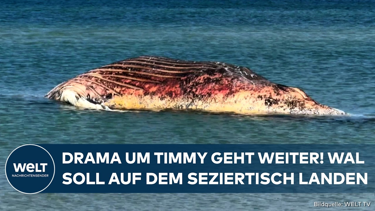 DRAMA UM TIMMY: Toter Buckelwal soll jetzt doch obduziert werden! Dänemark plant aufwendige Bergung