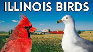 Common Birds In Illinois - 20 Birds You Should Know in Illinois