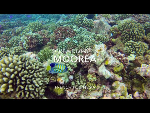 Scuba Diving in Moorea, French Polynesia