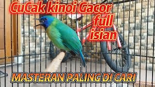 Download lagu CUCAK KINOI GACOR FULL ISIAN ❗COCOK BUAT MASTERAN Burung kicauan Anda mp3