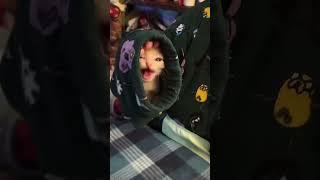 Funny Cat Videos😹#viral#fyp#cutecats#funnycats