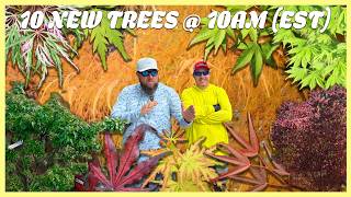 Download lagu 10@10 Japanese Maple Rare Trees: Black Hole & Red Lion’s Head mp3