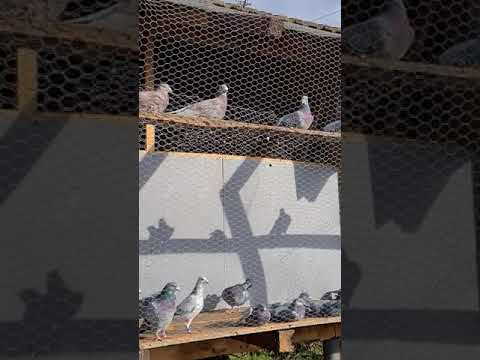 breeding loft,Janssen Arendonk bloodline, Drapa,Van Dyck, Van Loon,Maris Danny etc etc...