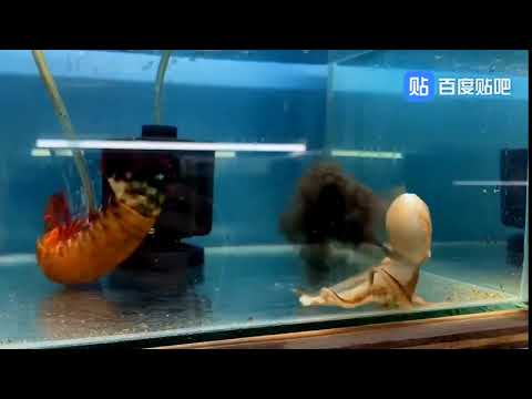 Peacock Mantis Shrimp VS Octopus