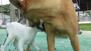 preview picture of video 'My dog breastfeeding a baby goat'