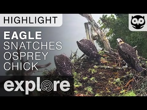 Eagle Snatches Osprey Chick - Live Cam Highlight