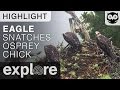 Eagle Snatches Osprey Chick Live Cam Highlight