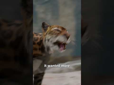 The Leopard That Ate Over 100 People 😨