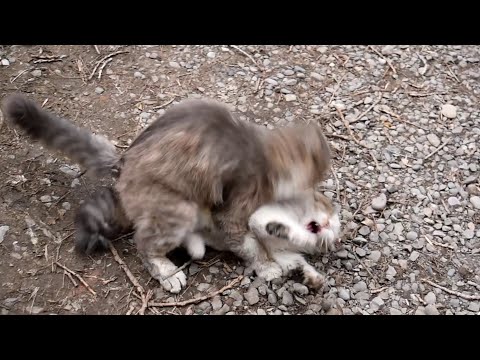 Male cat chases a female cat to mate but she refuses to