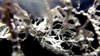 Immersed: Solvy Expirement (Mandala)