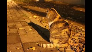 Trace Of Light ＊大橋トリオ