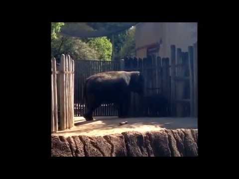 Hilarious Dancing Elephant