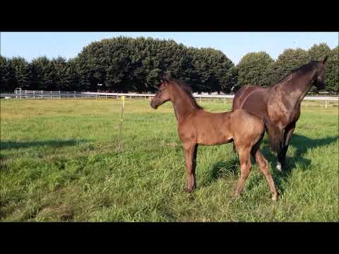 Lord Europe - San Amour Stutfohlen, geb. März 2020