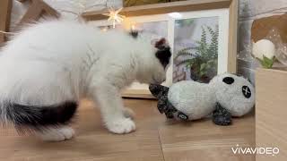 スコティッシュフォールドの動画01