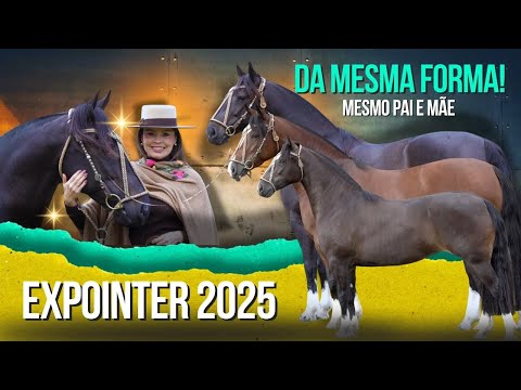 THREE FULL SISTERS IN THE MORPHOLOGY OF EXPOINTER 2025