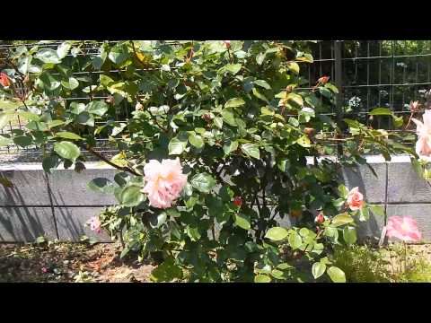 つるバラ「コンパッション」 植物