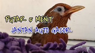 Download lagu SUARA PANCINGAN WAMBI BETINA mp3 Download lagu SUARA PANCINGAN WAMBI BETINA mp3